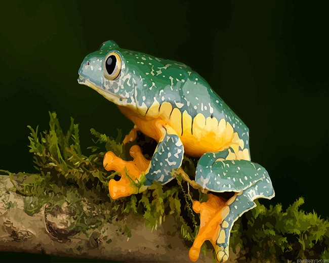 True Frog New Painting By Numberss.png