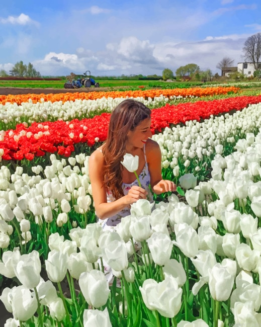 Tulip Fields In Amsterdam Landscapes Paint By Numbers.png
