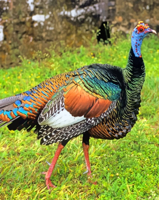 Turkey Bird Painting By Numberss.png