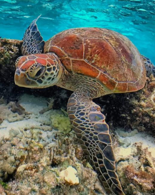 Turtle Sea Animal New Painting By Numberss.png