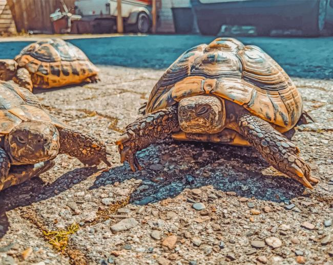 Turtles In The Sun New Painting By Numberss.png