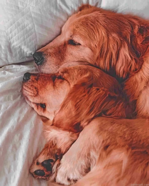 Two Brown Dogs Sleeping Animals Painting By Numberss.png