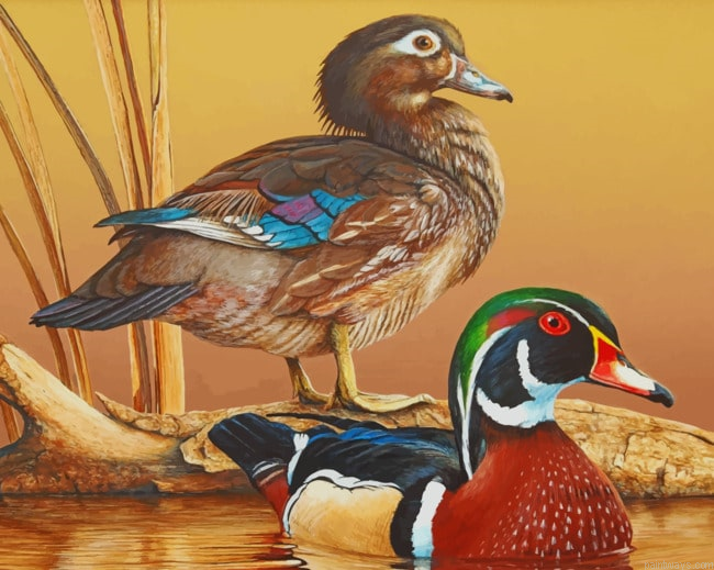 Two Colorful Ducks Animals Painting By Numberss.png