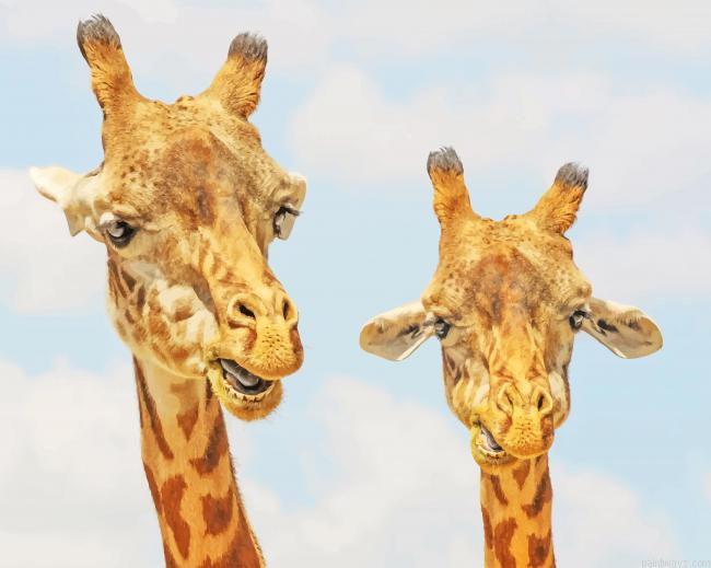 Two Giraffes New Painting By Numberss.png