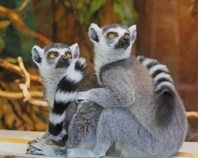Two Lemurs Animals Painting By Numberss.png