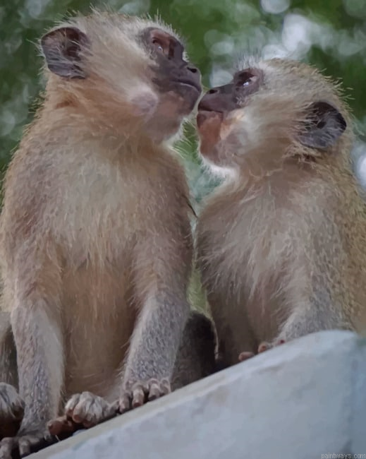 Two Monkeys In Cute Position Animals Painting By Numberss.png
