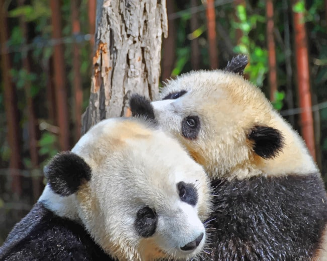 Two Pandas Hugging Each Others Animals Painting By Numberss.png