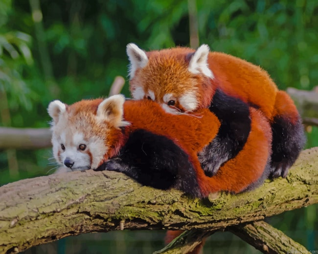 Two Red Pandas Hugging Animals Painting By Numberss.png
