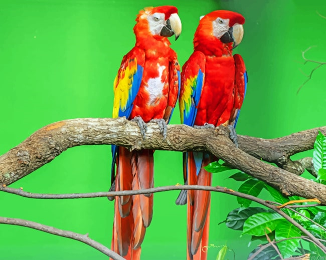 Two Red Parrots On Tree Birds Painting By Numberss.png