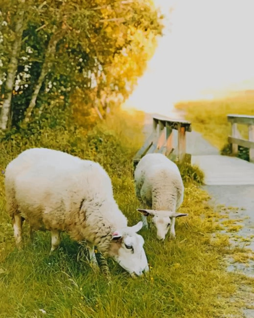 Two Sheep Eating Grass New Painting By Numberss.png