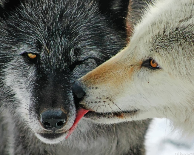 Two Wolves Close Up Animals Painting By Numberss.png