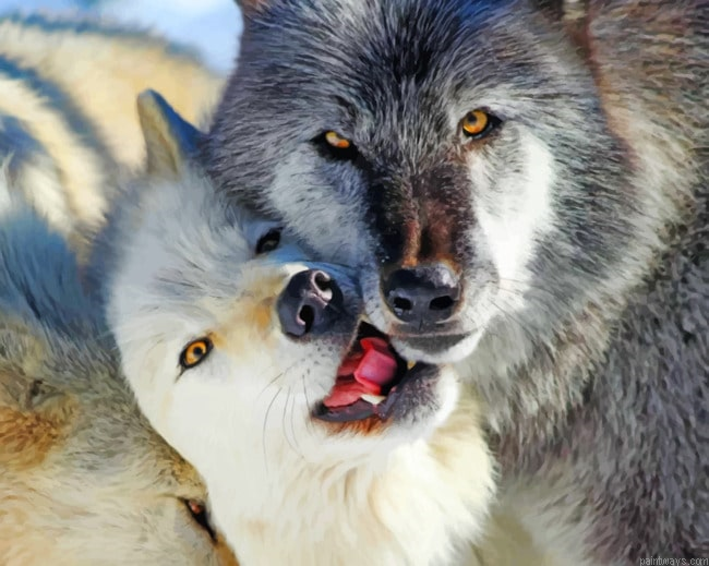 Two Wolves Together Animals Painting By Numberss.png