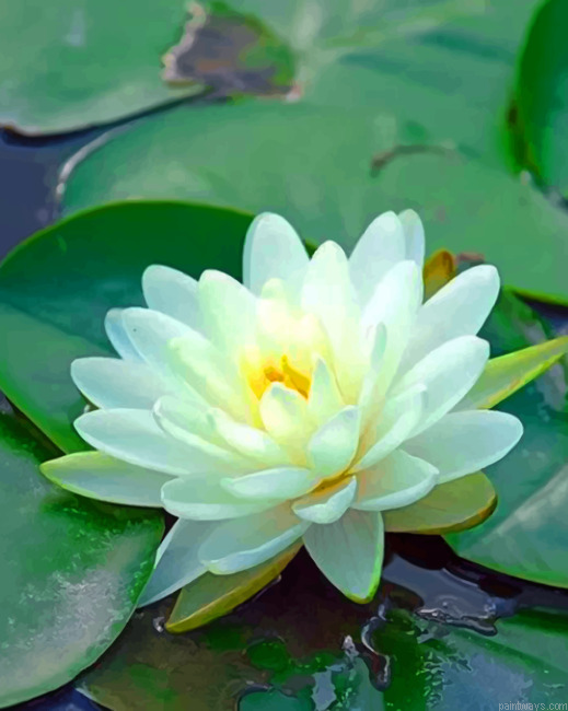 Water Flower Painting By Numberss.png