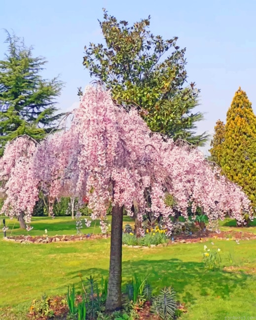 Weeping Cherry Tree Painting By Numberss.png