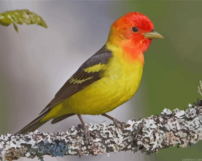 Western Tanager Painting By Numbers.png