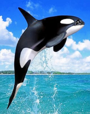 Whale Painting By Numbers.png