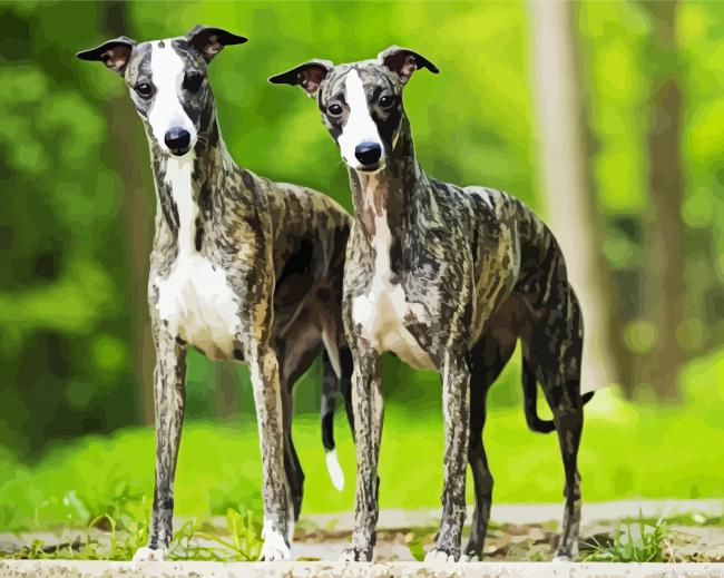 Whippet Dogs Painting By Numberss.png