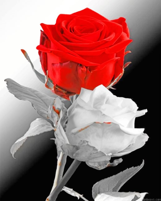 White And Red Roses Paint By Number.png