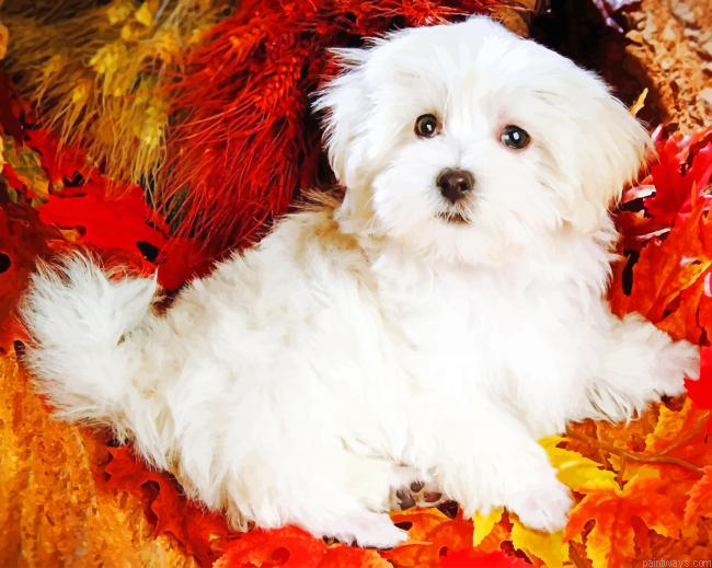 White Dog Cute Puppy New Painting By Numberss.png