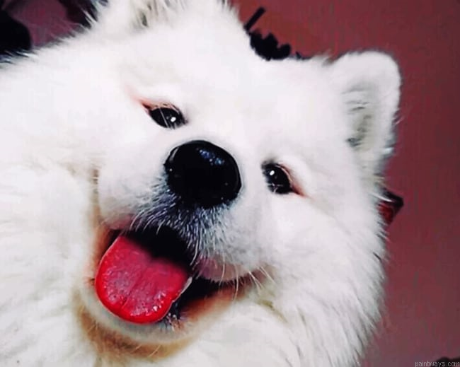 White Dog In Funny Position New Painting By Numberss.png