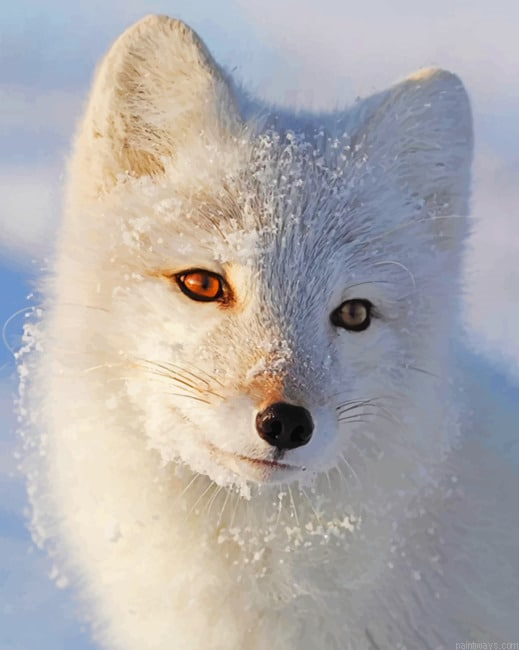 White Fox Animals Painting By Numberss.png