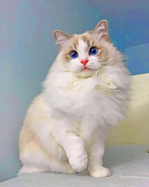 White Kitty Animals Painting By Numberss.png