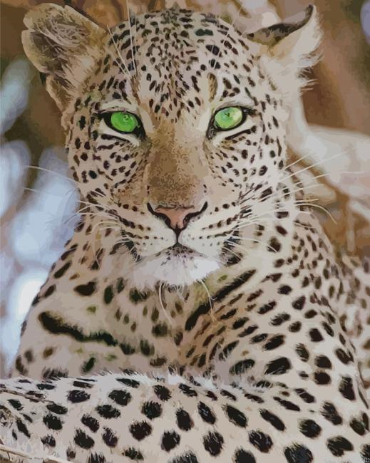White Leopard New Painting By Numberss.png