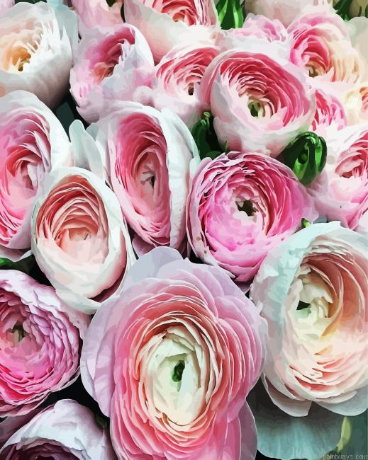 White Pink Ranunculus Painting By Numberss.png