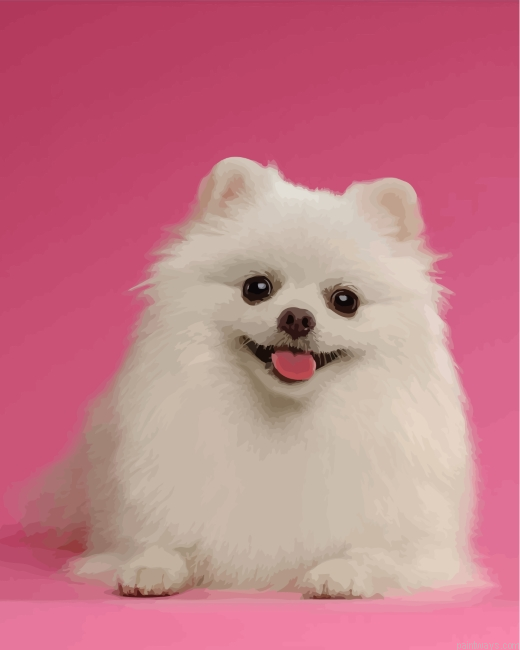 White Pomeranian Painting By Numbers.png