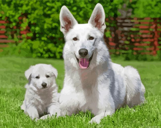 White Shepherd Dogs Painting By Numbers.png