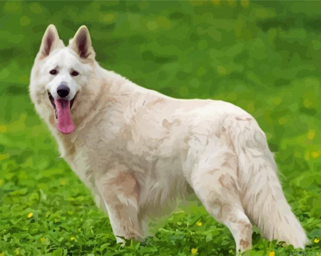 White Shepherd Painting By Numbers.png
