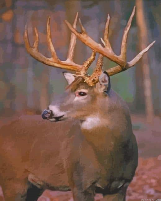 White Tailed Deer Animal New Painting By Numberss.png