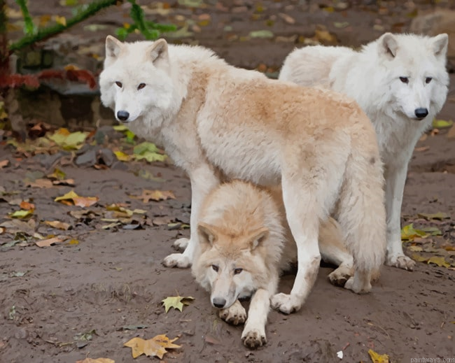 White Wolves Pack Animals Painting By Numberss.png