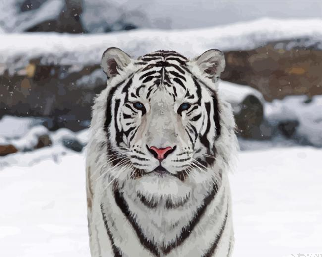 Whitetiger Animal Painting By Numberss.png