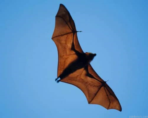Wide Winged Bat Flies Painting By Numbers.png