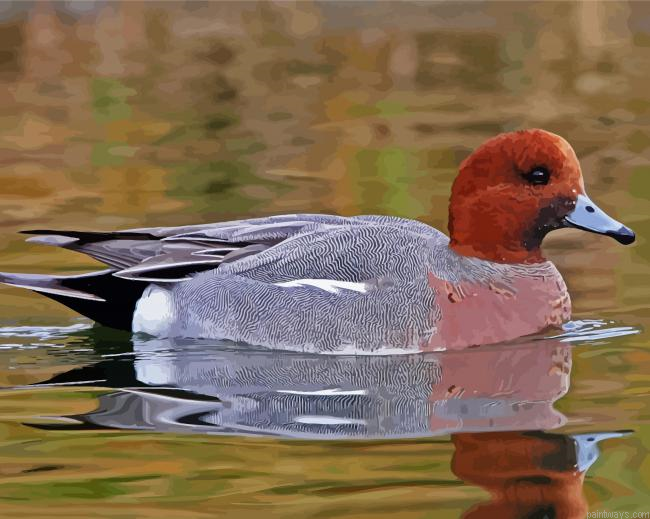 Wigeon In Water Painting By Numberss.png