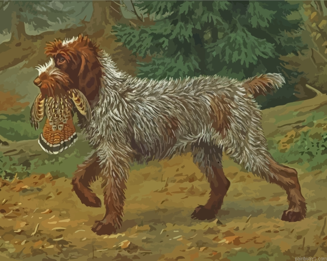 Wirehaired Pointing Griffon Hunting Painting By Numbers.png