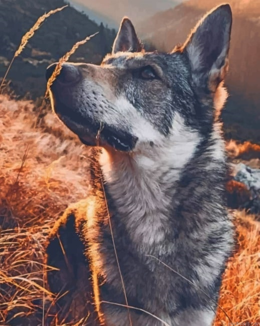 Wolf Standing In Landscape Animals Painting By Numberss.png