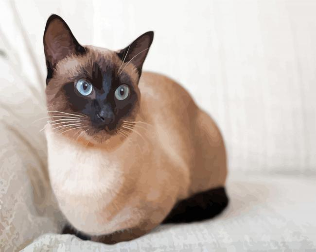 Wonderful Siamese Cat Painting By Numberss.png