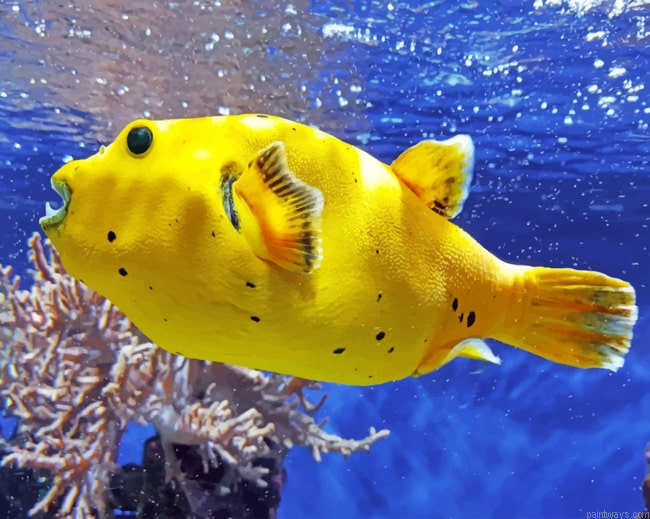 Yellow Fish Painting By Numberss.png