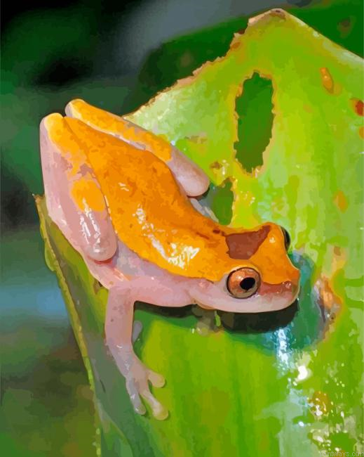 Yellow Groda Animal Painting By Numberss.png
