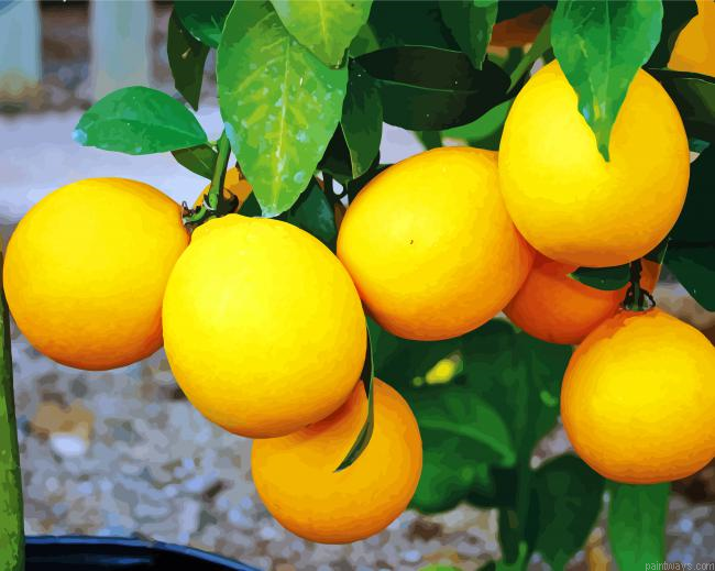 Yellow Lemon Tree Plant Painting By Numberss.png