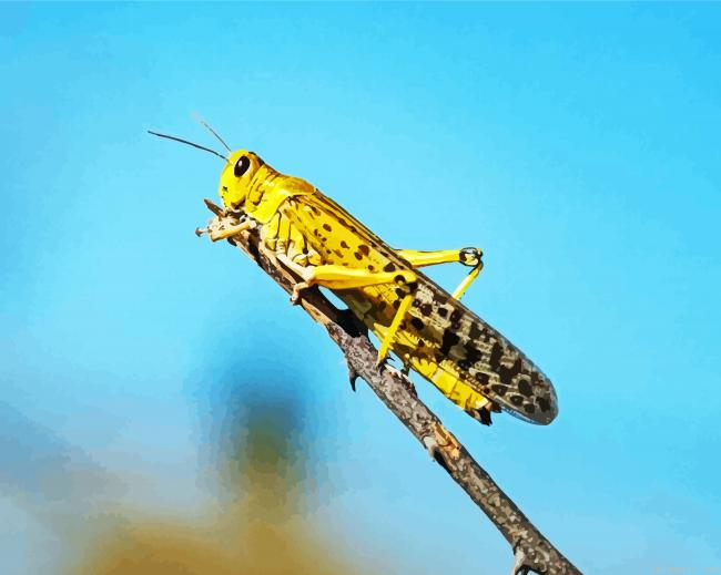Yellow Locust Painting By Numberss.png