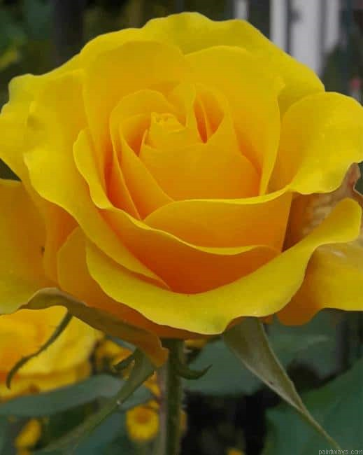 Yellow Rose New Painting By Numberss.png