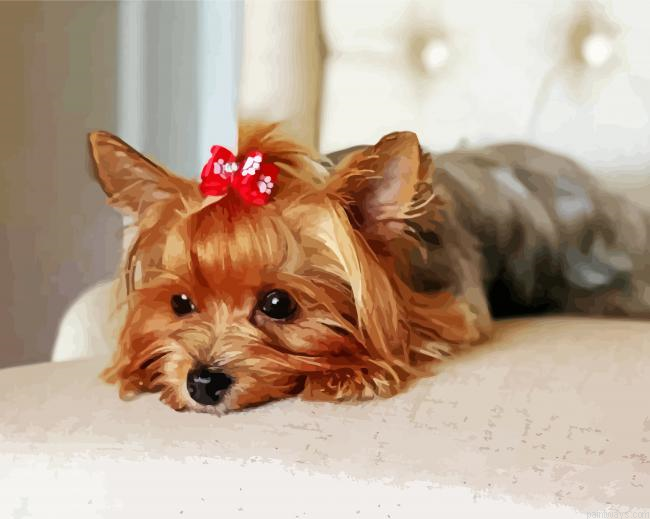 Yorkie Dog With Accessory Painting By Numberss.png