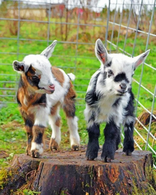 Young Goats Animals Painting By Numberss.png