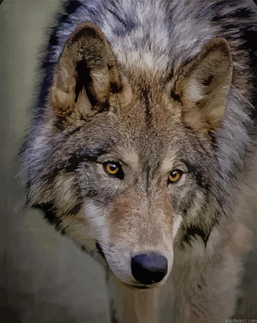 Young Wolf New Painting By Numberss.png