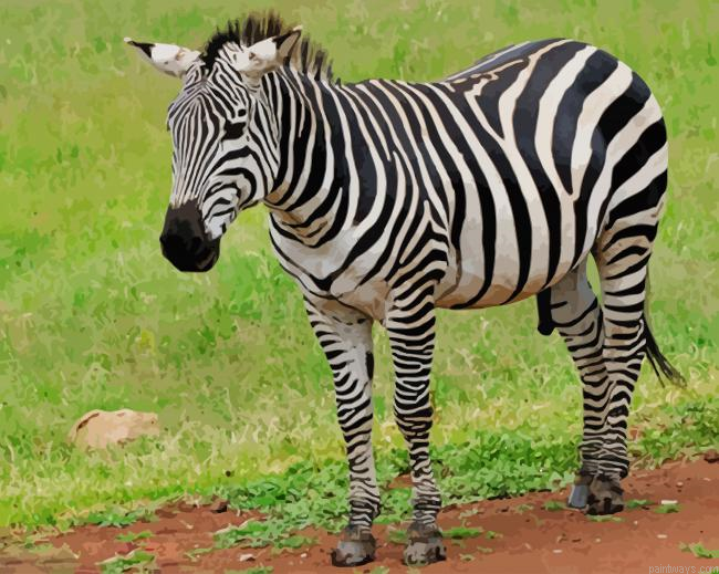Zebra African New Painting By Numberss.png