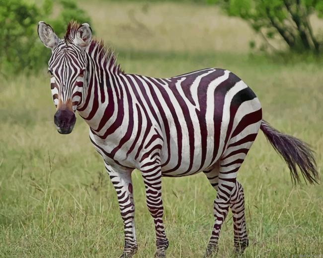Zebra New Painting By Numberss.png