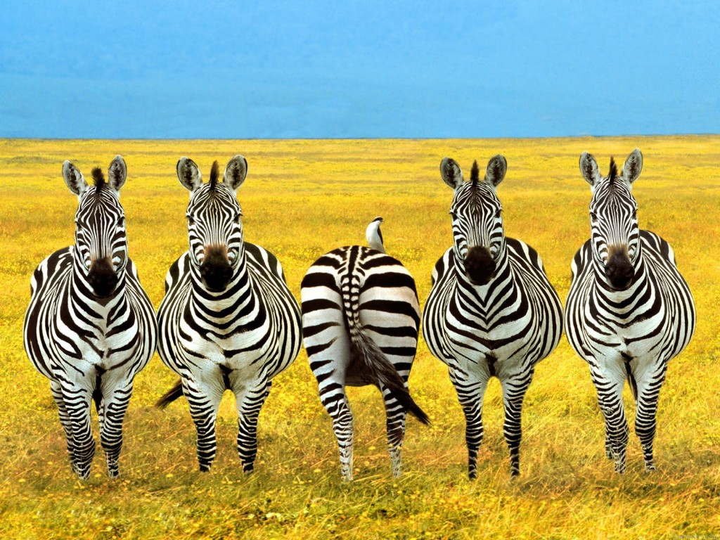 Zebras In Funny Position New Painting By Numberss.png